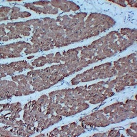 Actin pan Mouse Monoclonal Antibody
