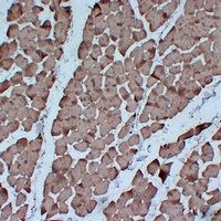 Actin pan Mouse Monoclonal Antibody