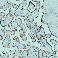 CD105 Mouse Monoclonal Antibody