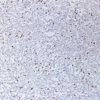 CD3e Antibody