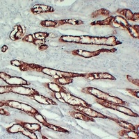 KSP Cadherin Mouse Monoclonal Antibody