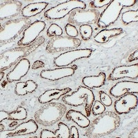 KSP Cadherin Mouse Monoclonal Antibody