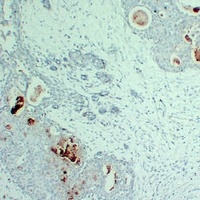 PIP Mouse Monoclonal Antibody