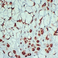 PIP Mouse Monoclonal Antibody