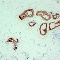 PIP Mouse Monoclonal Antibody