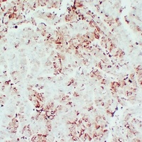 PGHS-2 Mouse Monoclonal Antibody
