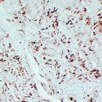 PGHS-2 Mouse Monoclonal Antibody