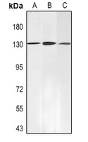 SALL4 Mouse Monoclonal Antibody