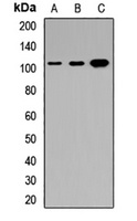 DMP1 Rabbit Polyclonal Antibody