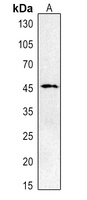 CD274 Rabbit Polyclonal Antibody
