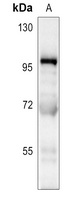 CD106 Antibody