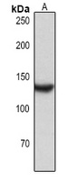 CD31 Antibody