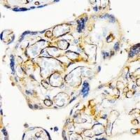 CD31 Antibody