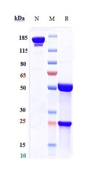 RSV-F Antibody