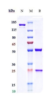 RSV-F Antibody