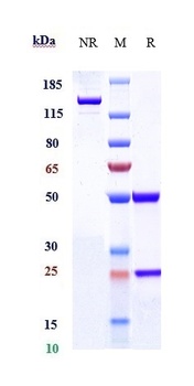 Shiga toxin (E.coli) Antibody