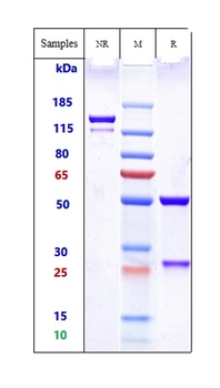 FOLR1/FRA Antibody (MMAE)