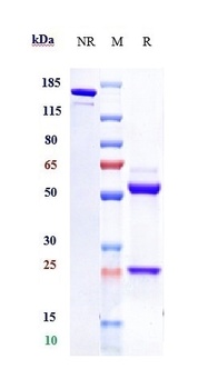TROP2 Antibody (MMAE)