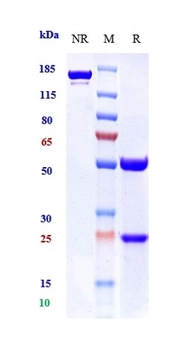 DLL3 Antibody (MMAE)