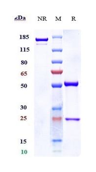 Endoglin/CD105 Antibody (MMAE)