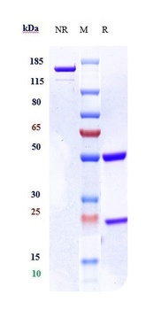 MU5AC Antibody (MMAE)