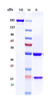 CXCR4/CD184 Antibody (MMAE)
