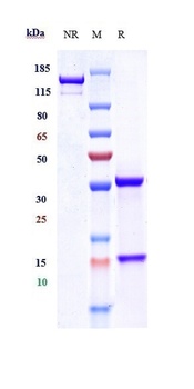 NCAM1/CD56 Antibody (MMAE)