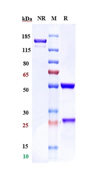 ROR1 Antibody (MMAE)