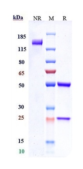 Siglec-2/CD22 Antibody (MMAE)