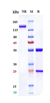 ROR2 Antibody (MMAE)