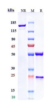 Anti-CD19 Reference Antibody (denintuzumab-MMAF)