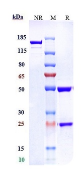 TF/Factor III/Tissue Factor/CD142 Antibody (MMAE)