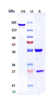 TNFRSF8/CD30 Antibody (MMAE)