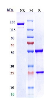 LIV-1/SLC39A6 Antibody (MMAE)