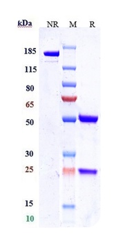 Nectin-4 Antibody (MMAE)