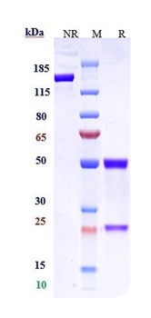 CLDN6/CLD6 Antibody