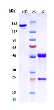CLDN6/CLD6 Antibody