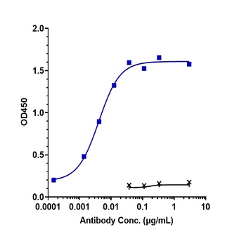 CLDN6/CLD6 Antibody
