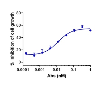 CLDN6/CLD6 Antibody