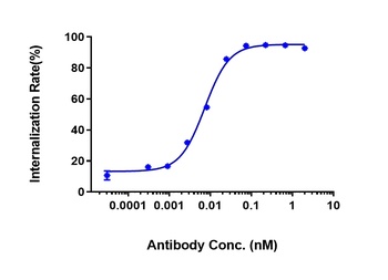 CDH17/Cadherin-17 Antibody