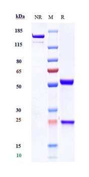 GPC3/Glypican-3 Antibody (MMAE)