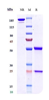 BTN1A1 Antibody