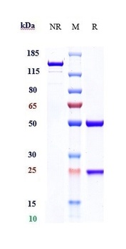 CD19 Antibody