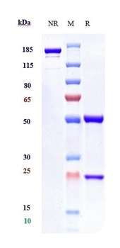 IFNAR1 Reference Antibody