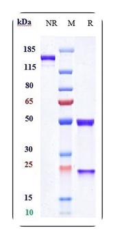 GD2 Antibody