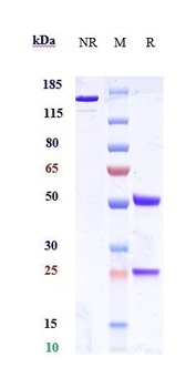 CEACAM5 / CEA / CD66e Reference Antibody