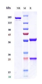 VEGFR3/FLT4 Antibody