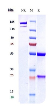 VEGFC Antibody