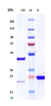 VEGF Antibody
