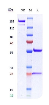 VCAM1 / CD106 Reference Antibody